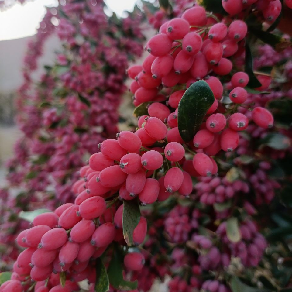 شاخه زرشک تازه