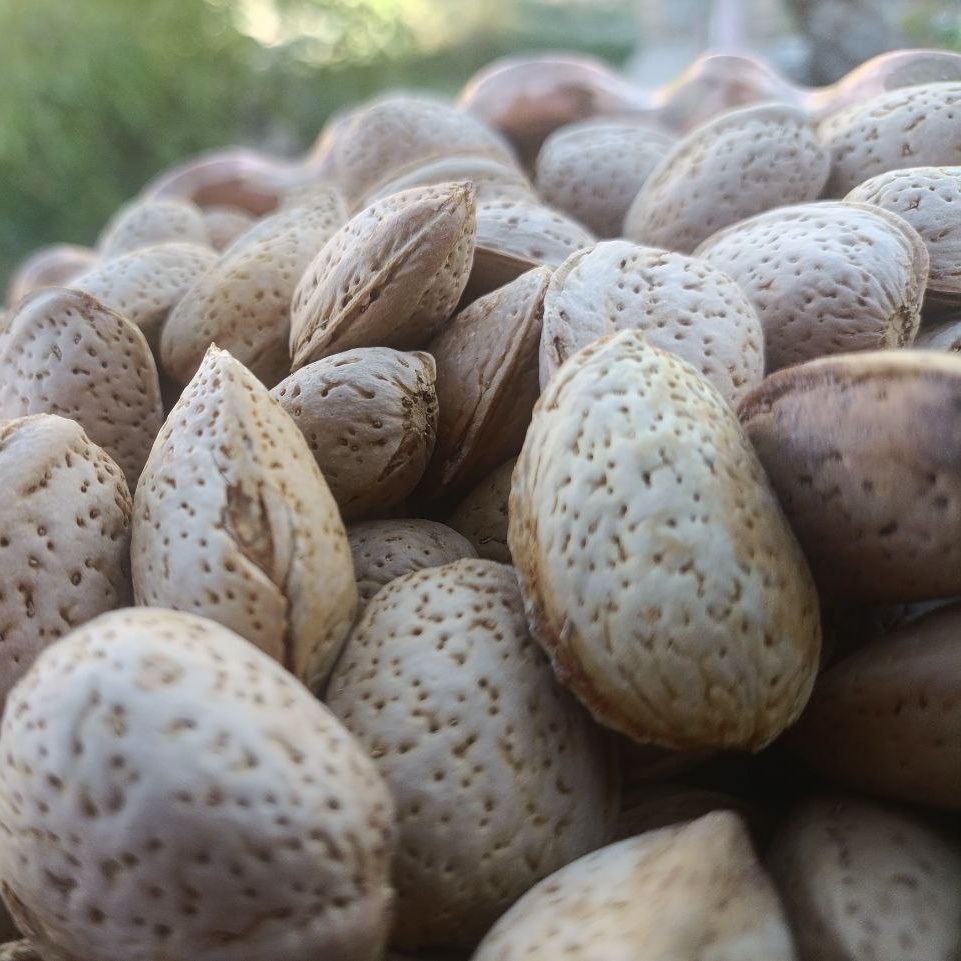 بادام درختی